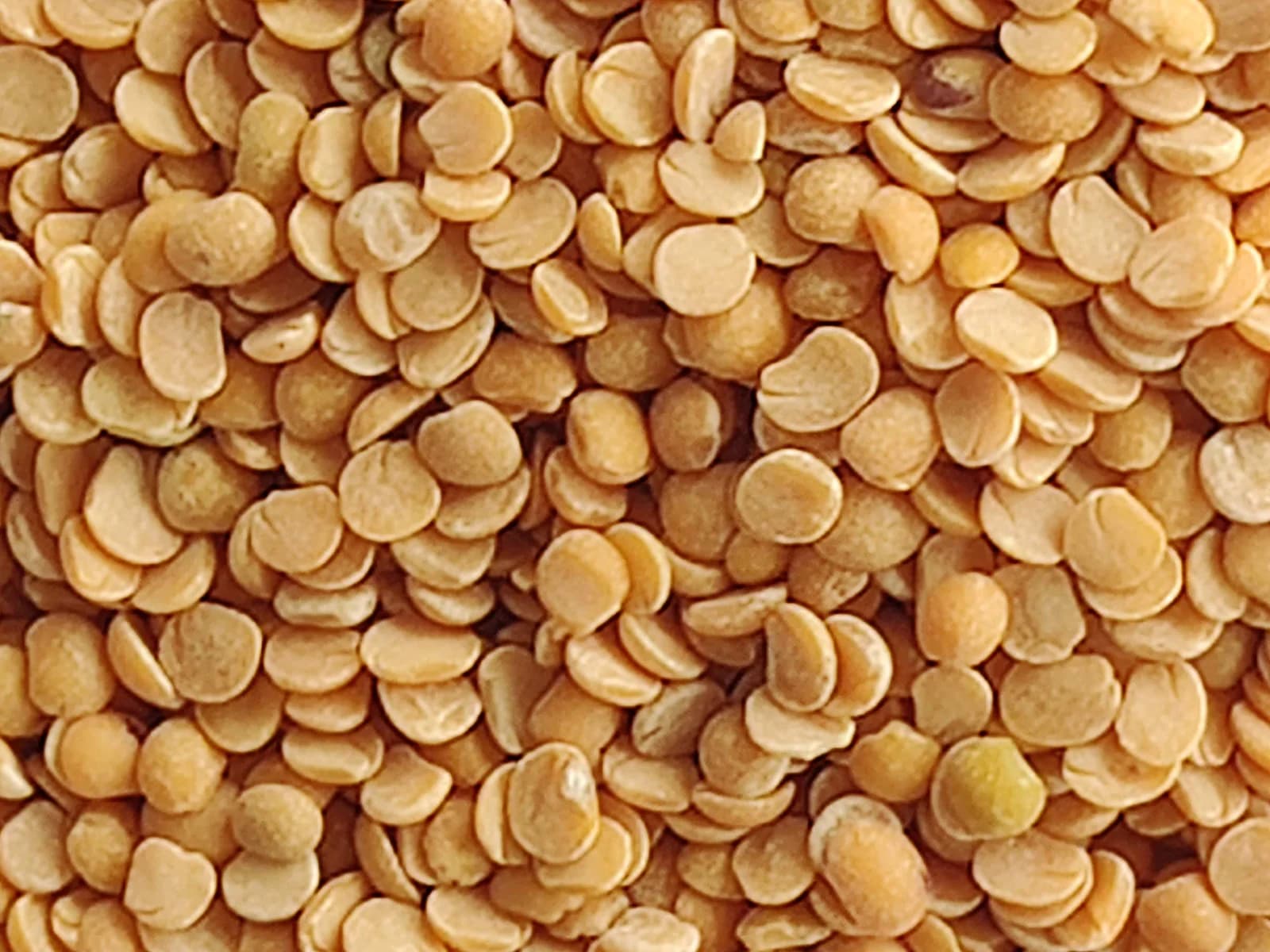 Premium Indian Chana Dal (Split Bengal Gram) — image 1 of 1